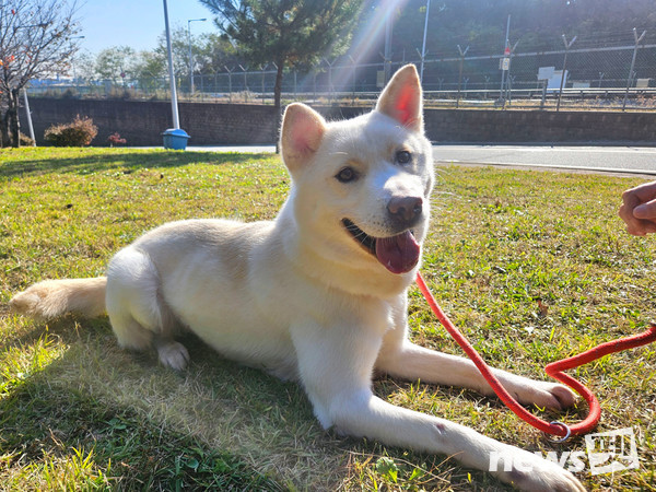 용인특례시 동물보호센터에서 보호중인 유기견. 사진 용인특례시