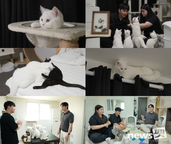 EBS ‘고양이를 부탁해’ 스틸. 한국교육방송공사