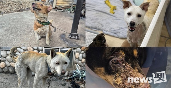 지난 3월 경북지역에서 발생한 대형산불로 상처를 입은 반려동물들의 근황이 전해졌다. 왼쪽 첫번째 사진부터 시계방향으로 ‘누리’ ‘금순이’ ‘희망이’ ‘대추’. 사진 네츄럴코어