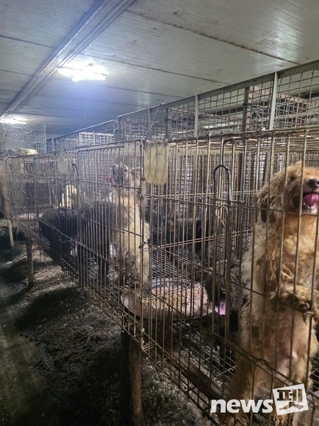 강화도 허가 번식장 내부 모습. [사진=동물권행동 카라]