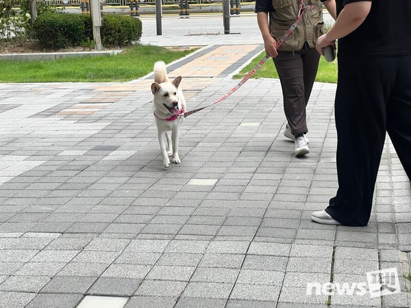 산책훈련. 사진 서울시