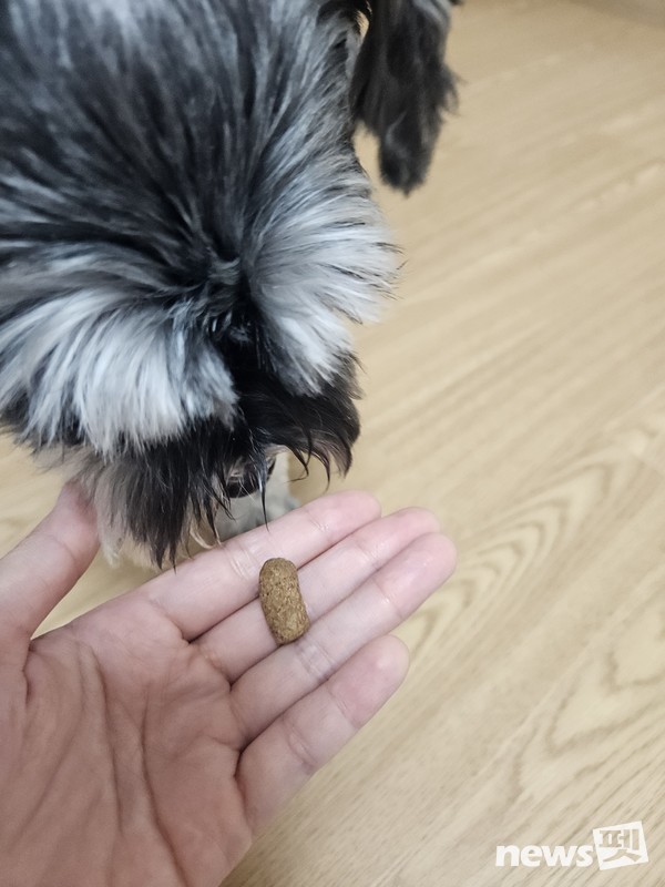 간기능 강화 사료를 크기로 인해 먹지 못하는 오드리. 사진 Audz