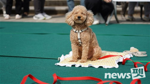 사진 서울시