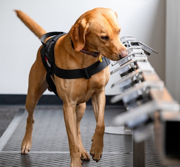 뉴질랜드 난소암 탐지견 (출처 K9MD). 사진 로얄캐닌코리아