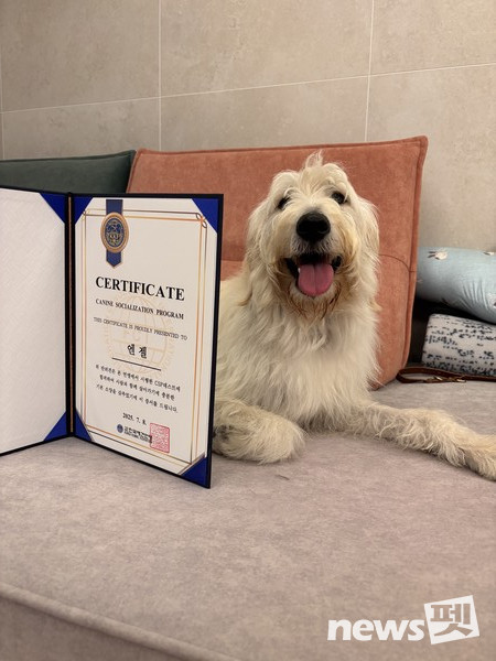 사진 한국유기동물복지협회